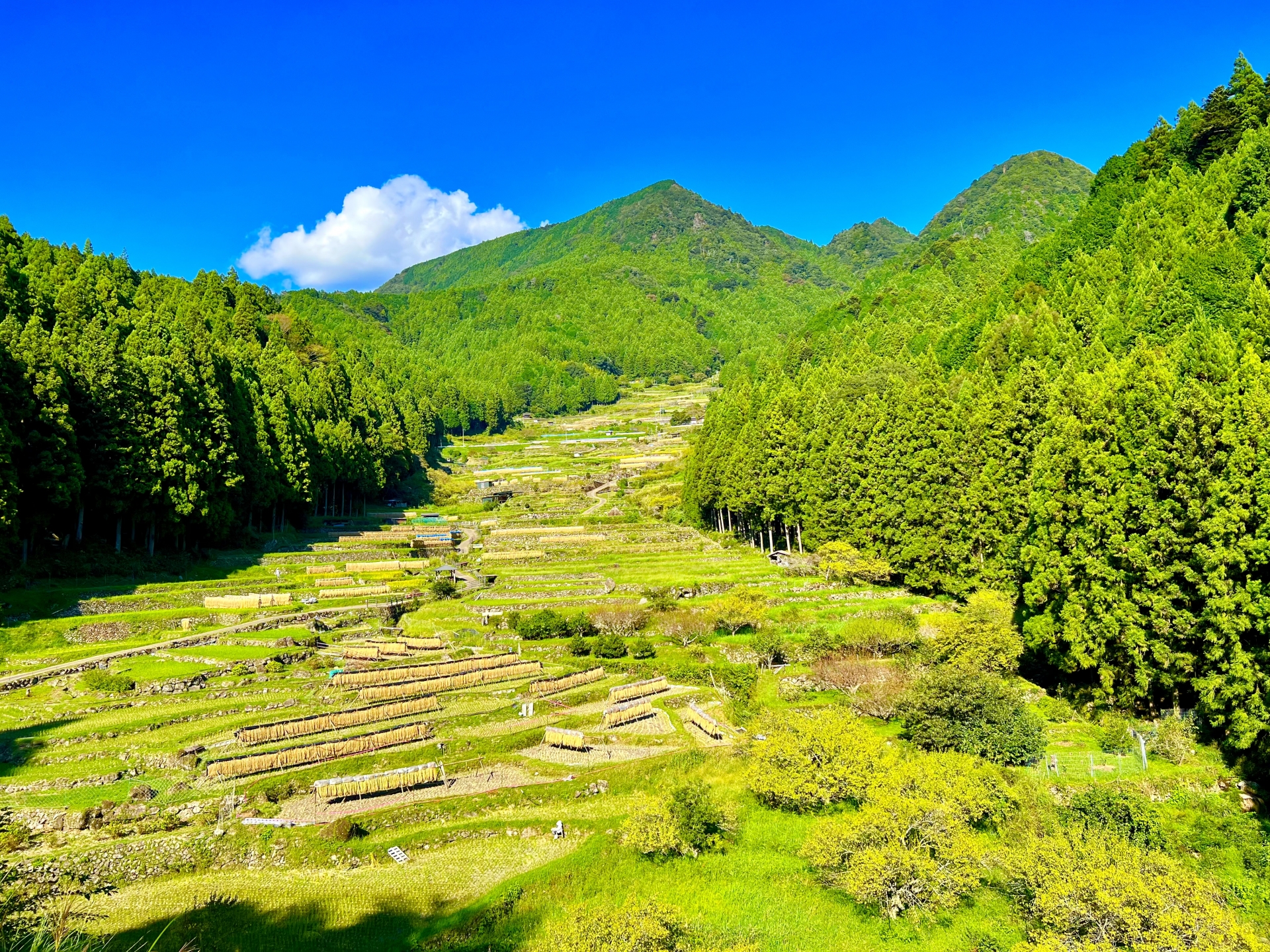 秋の千枚田と周辺の山林に潜む蜂の発生エリア