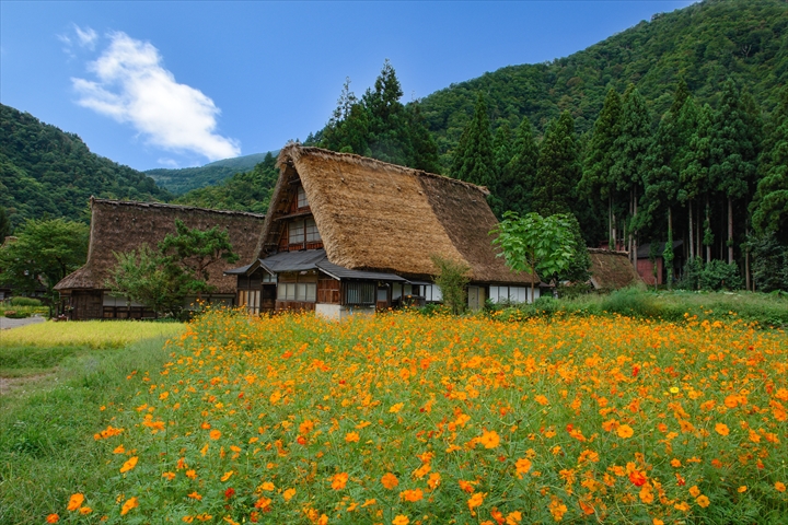 黄色とオレンジのキバナコスモスが咲き誇る花畑と、その奥に立つ白川郷の合掌造りの家屋、背後に広がる緑豊かな山々